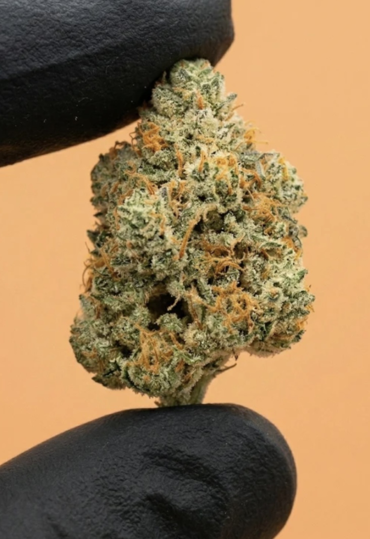 Papaya Hydro — Fleur Small Bud Économique