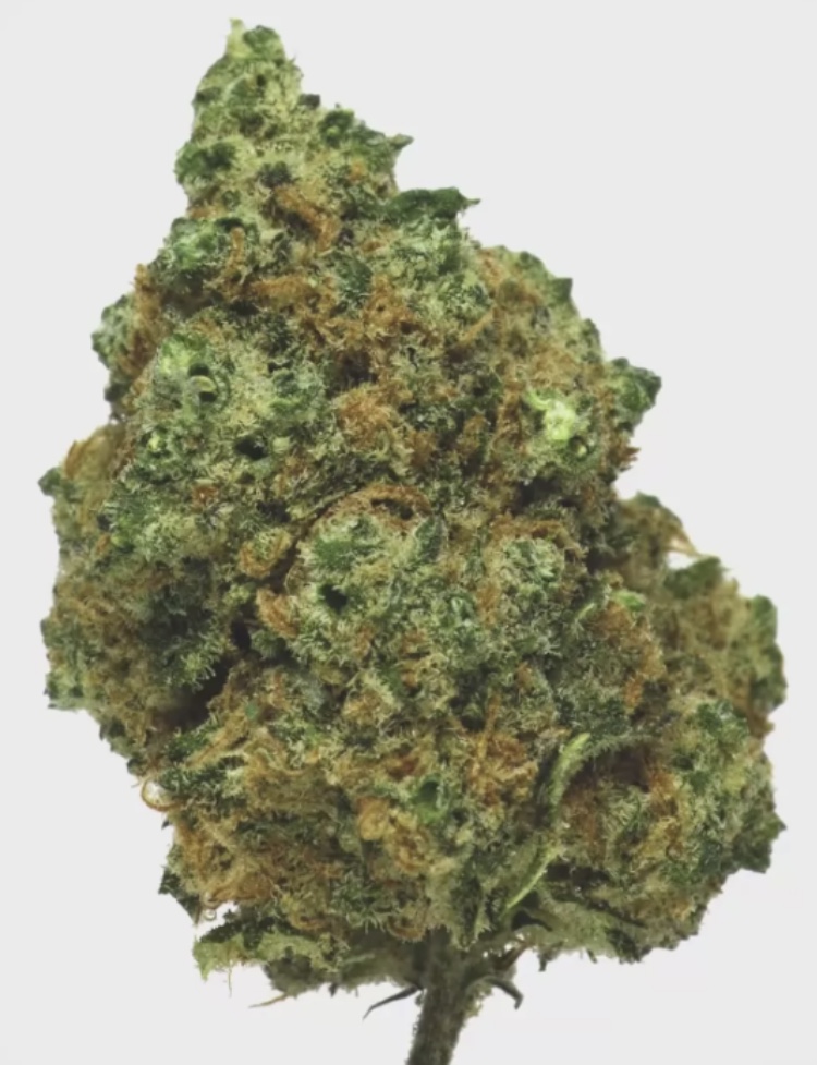Zushi Hydro — Fleur Big Bud Premium