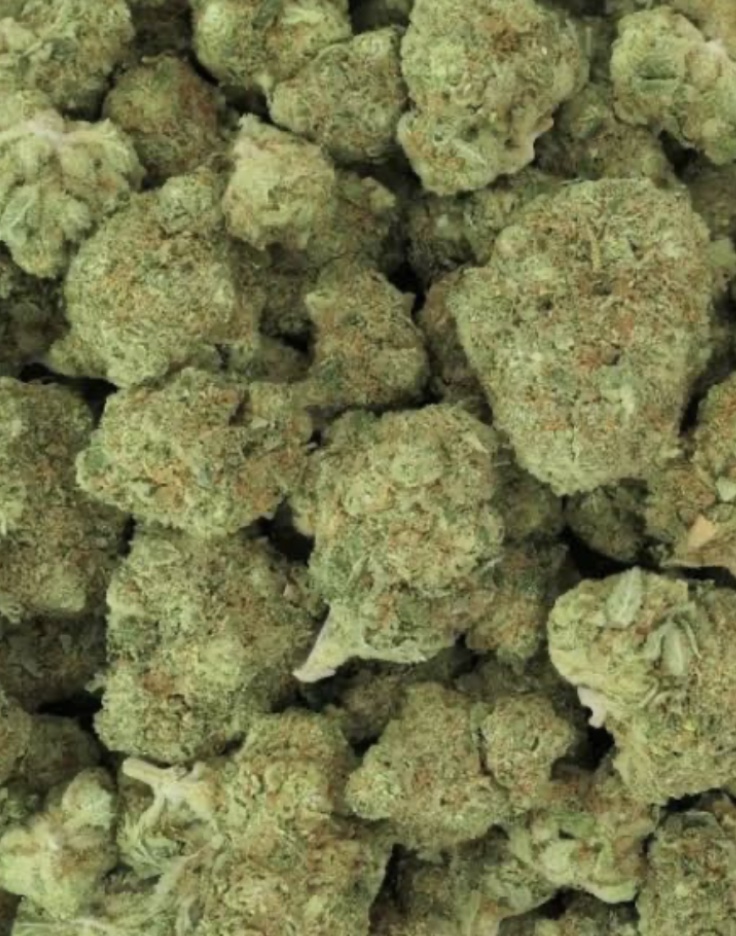 Gelato Indoor — Fleur Small Bud Économique